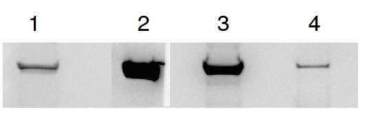 western blot using anti-GP antibodies
